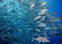 Marine and Fisheries image